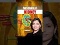 Structure Of Kidney Neetbiology Neet Neetexam Neetpreparation Neet2025 Kidney