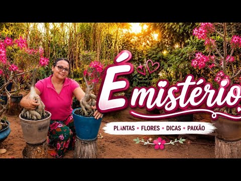 #misterio nas Rosas do deserto 🏜️🏜️ de floração #