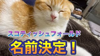 【スコティッシュフォールド】名前が決まりました