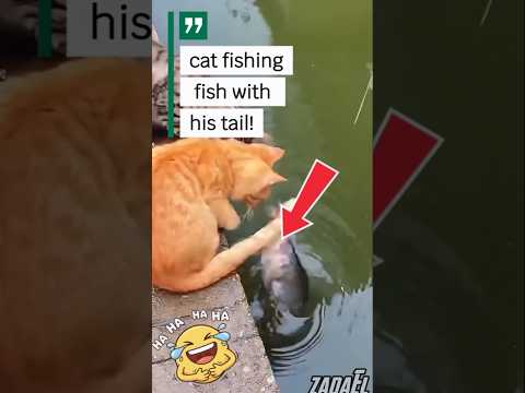 Two Cats Fishing with Their Tails?! #catshorts #funnycats #smartcats #catfishing #animalshorts #cute