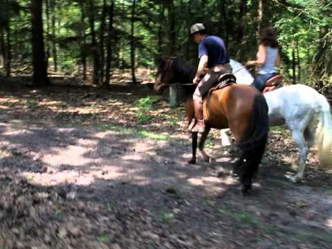 Branca Mangalarga Marchador