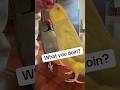Those Are MY Kisses Cuteanimals Talkingparrot Funnyanimals Talkingbird Parrot Irn