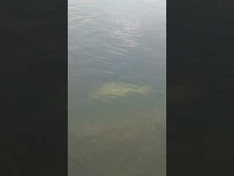 RIBEIRINHOS REGISTRAM PEIXE GIGANTE NAS ÁGUAS DO RIO TOCANTINS, EM PALMEIRANTE