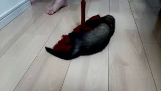 モップdeダンス