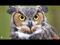 Top 10 Largest Owls in the World Never heard of it before!