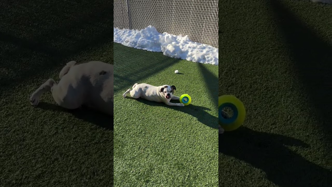 Enlarge KING MEATBALL  40lbs of good bulldog needs a new home! FIXED & HOUSEBROKEN, a ADOPTABLE Bulldog in Clifton, NJ video 3/6