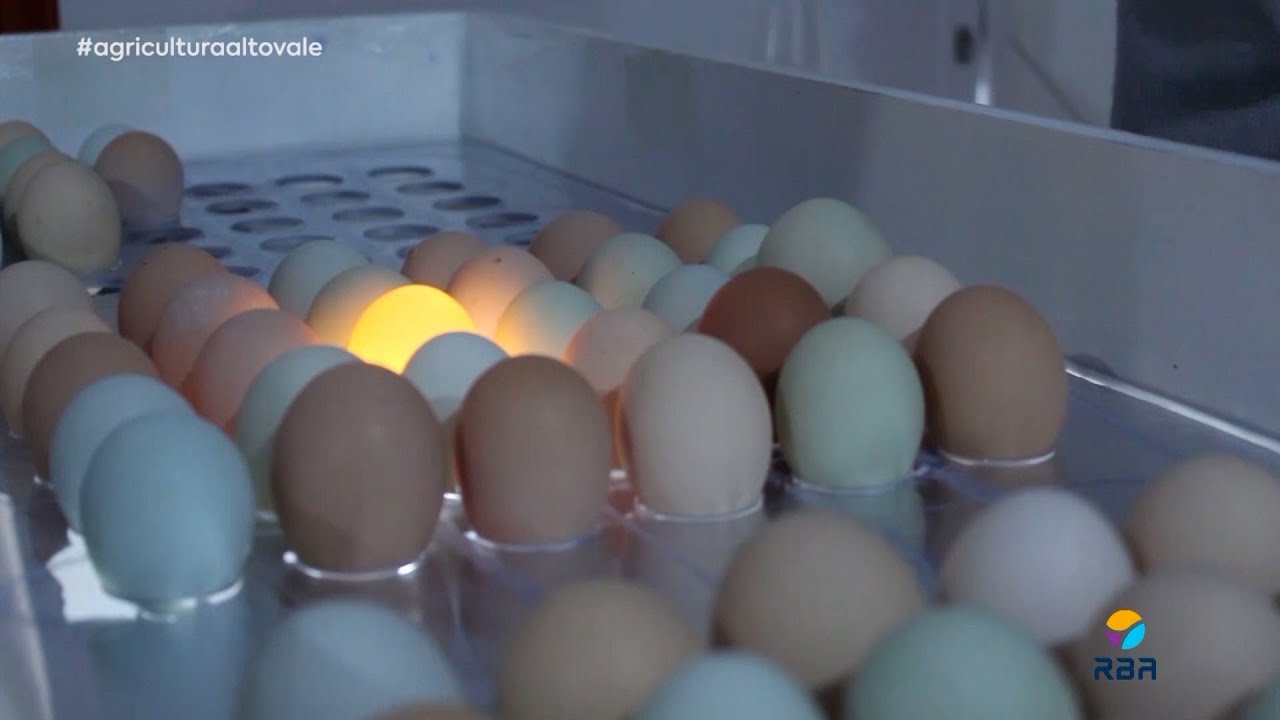 Beneficiamento de ovos