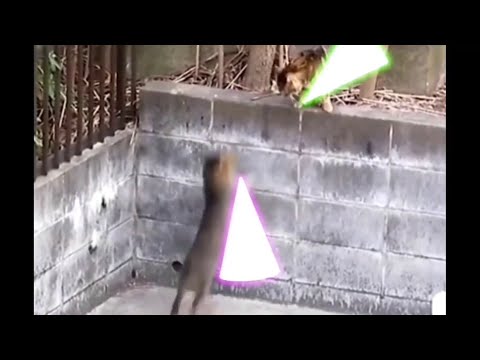 Jedi Kitten with Lightsabers Episode 1