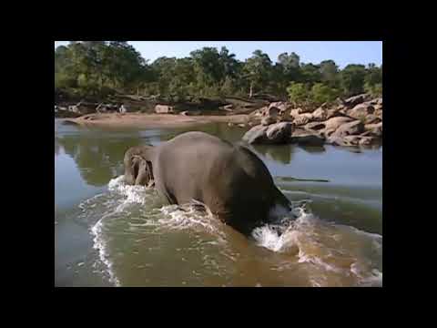 zoboomafoo elephant joke