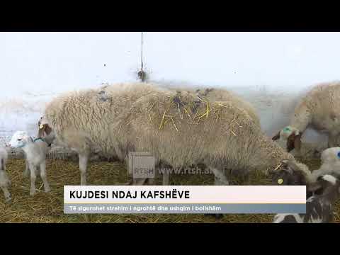 Kujdesi ndaj kafshëve/ Të sigurohet strehim i ngrohtë dhe ushqim i bollshëm
