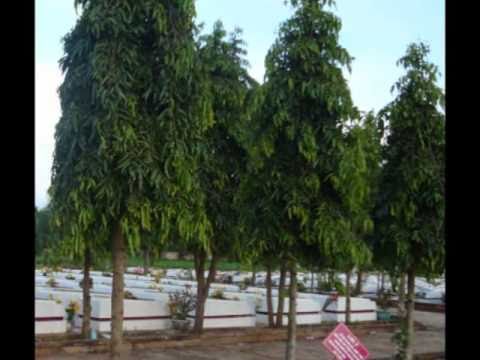 Trước mộ cha - Ngọc Anh