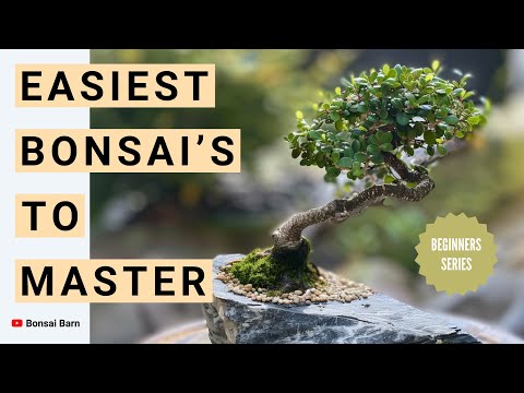 “Top 5 Easiest Bonsai Trees to Master” Perfect for Beginners!