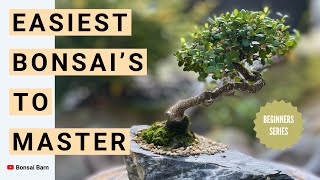 Download lagu “Top 5 Easiest Bonsai Trees to Master” Perfect for Beginners! mp3