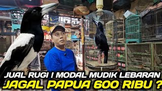 Download lagu LEBIH GILA !!! JAGAL PAPUA LANGKA CUMA 600 RIBU DIKIOS MAS MANTO JUAL RUGI BUAT MODAL MUDIK mp3