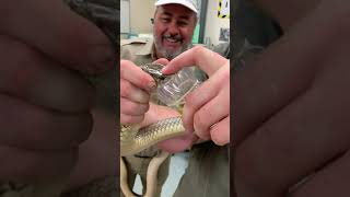 Milking a highly venomous snake to save lives 🧪 #shorts #animals #science #reptike #snake #venomous