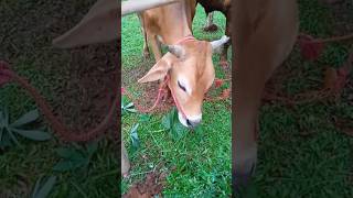 Download lagu sapi makan rumput #sapi mp3 Download lagu sapi makan rumput #sapi mp3