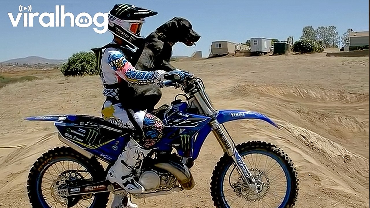 Dirt Biking with the Dog || ViralHog