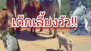 เด็กเลี้ยงวัว!! หมาแสนรู้ เลี้ยงไม่เสียข้าวสุก สู้ชีวิตสุดๆ
