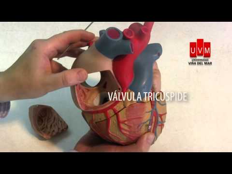 Anatomia interna atrios 2 Claudio Maffet