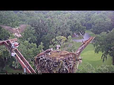 First Osprey Fledges, Makes Swooping Flight From Savannah Nest! – June 12, 2019