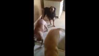 Pets and Protandim Lana DMC Ohio