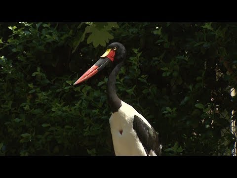 Sylvan Heights Bird Park II | North Carolina Weekend | UNC-TV