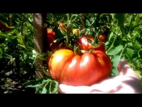 Наш урожай помидоров.