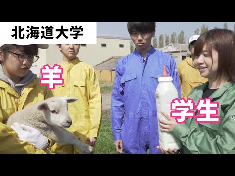 コンピュータ理工学科 【北海道大学】名物シリーズ(畜産科学科の農場実習編)【東進TV】