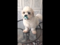 Cachorro chupando chupeta encontro com fátima