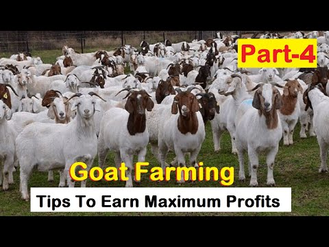 , title : 'How To Start Goat Farming | Tips For Beginners To Earn Maximum Profits | Goat Farming | Part 4 |'