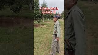 Download lagu Bawor Durian Garden Spanning 3 Hectares, 4 Years of Abundant Harvests #shorts #durian mp3
