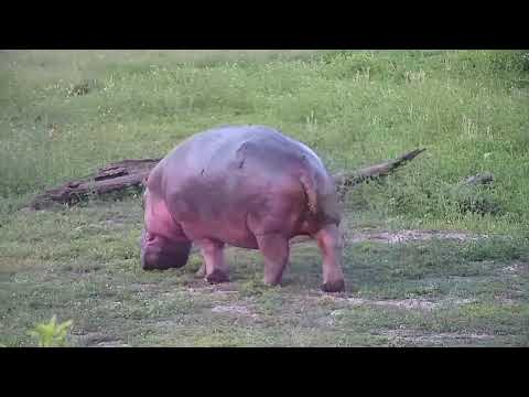 Djuma: Hippo stirs then leaves the dam - 18:31 - 12/21/21