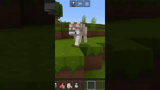 o cachorrinho caramelo tá correndo atrás de mim 