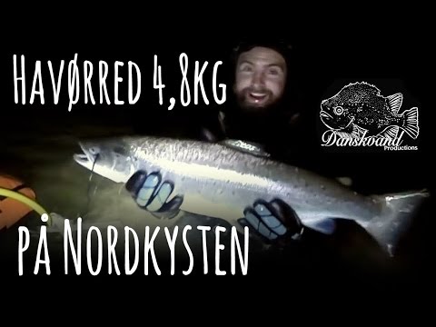 Havørred på 4,8 kilo på Nordkysten af Sjælland – Uvjagt