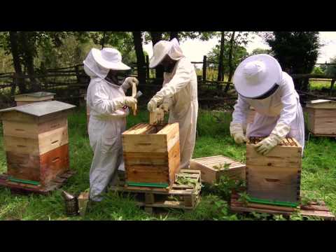 , title : 'Comment débuter en apiculture avec Beeopic'