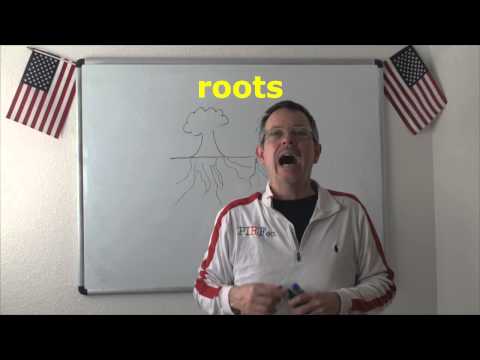 Learn English: Daily Easy English Expression 0688: roots