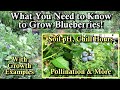 How To Grow Blueberries Everything You Need To Successfully Grow Blueberries In Your Garden