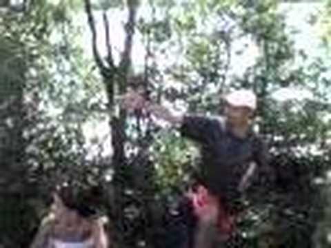 F.O.X feras of xarpi 8X