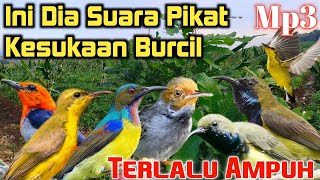 Download lagu Mp3 Suara Pikat Kesukaan Burcil, Tidak Perlu Lama Langsung Ngumpul mp3