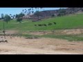 Stampede San Diego Safari Park