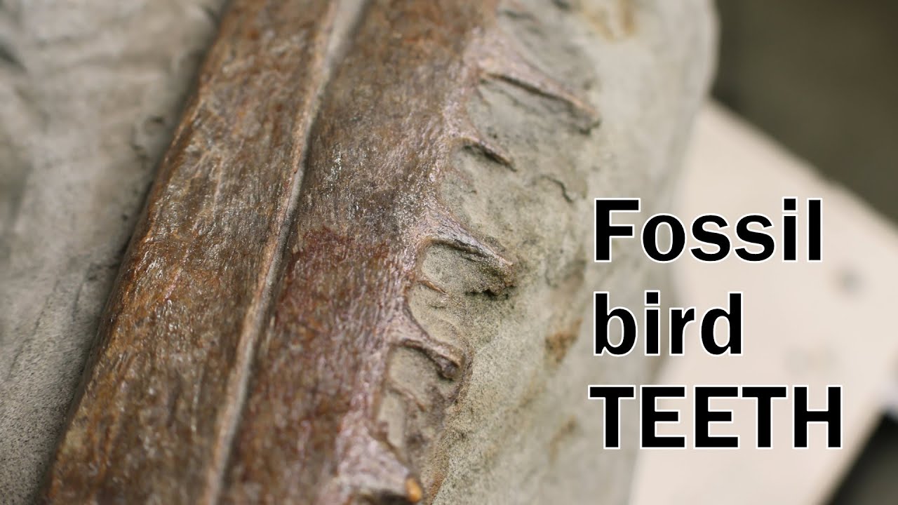 A fossil bird with TEETH and a 3D scan with the Revopoint INSPIRE 2