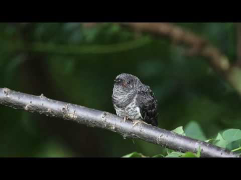 灰頭鷦鶯餵雛中杜鵑