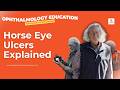Horse Eye Ulcers Explained Iris Prolapse Edema And Healing Delays
