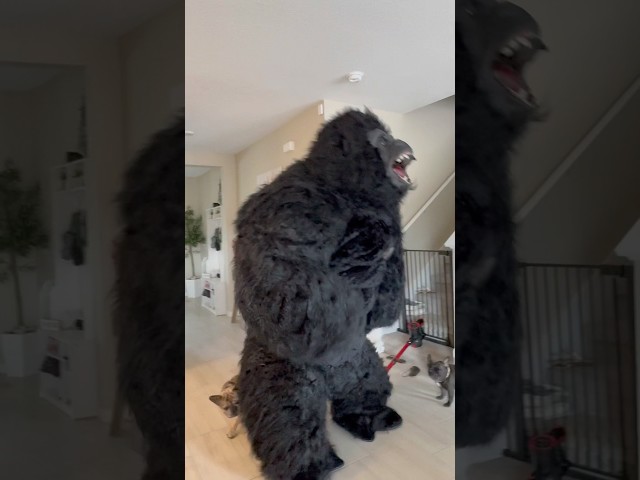 Vídeo relacionado con EraSpooky - Disfraz de gorila de Halloween para adultos, trajes de cosplay realistas de chimpancé salvaje