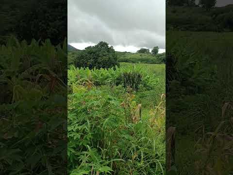 SÍTIO JATOBÁ EM CARIÚS CEARÁ HOJE.03.05.2026