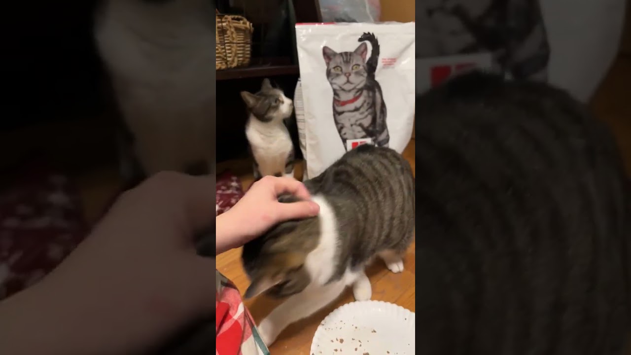 Enlarge Janet, an adopted mixed breed in Lombard, IL video 6/6