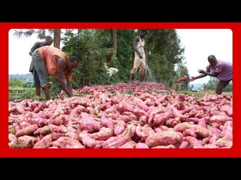 Sweet Success: How Sweet Potatoes Are Transforming Lives in Turkana