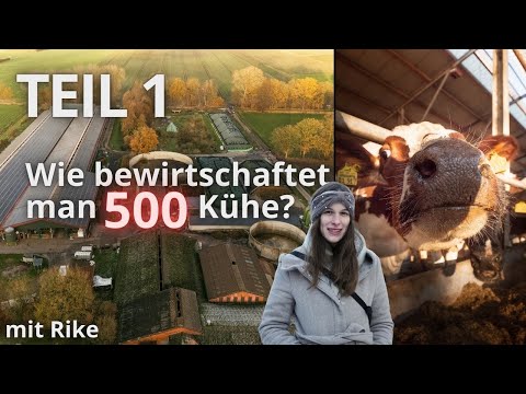 400 hectares & 500 cows (Part 1/2): Rike shows everyday life on the dairy farm 🐮👩‍🌾