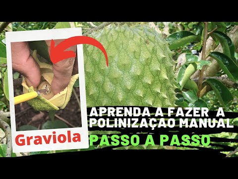 How to Pollinate Soursop