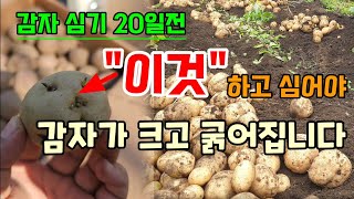 2월에 감자심지마세요 집에서 감자싹 이렇게 키워 심으면 굵은감자 다수확합니다 #감자싹키우기 #감자농사
